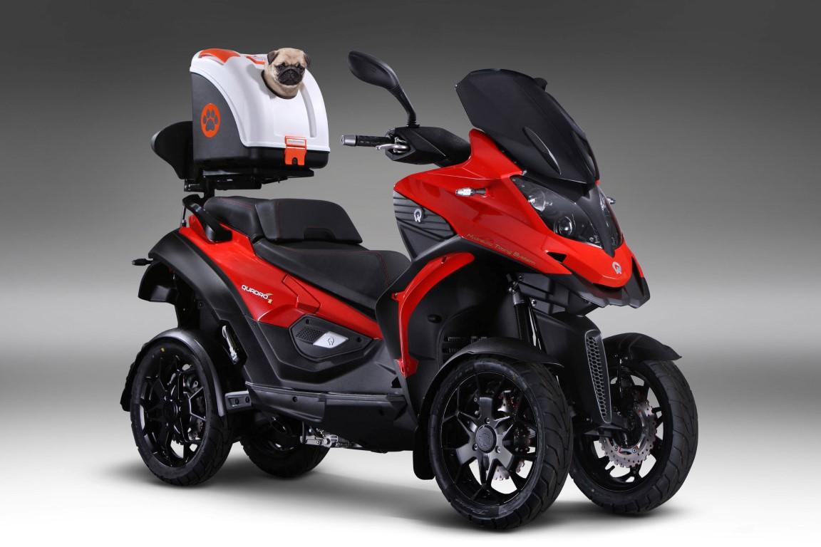 Quadro twist mascota perro dog moto